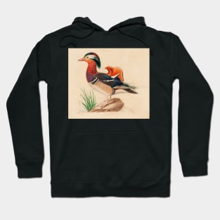 Mandarin Duck (Male) by Ferdinand von Wright Hoodie